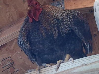 poultry