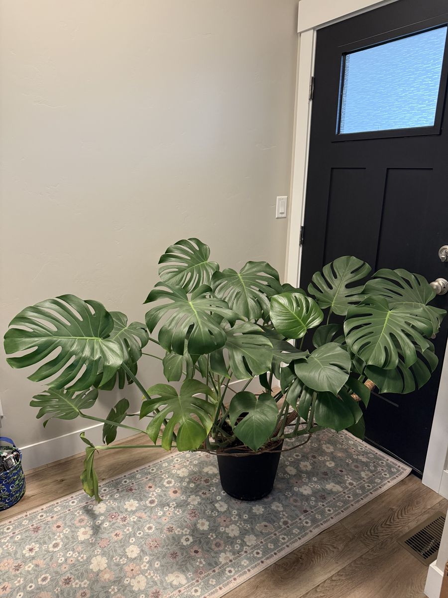 Large Monstera