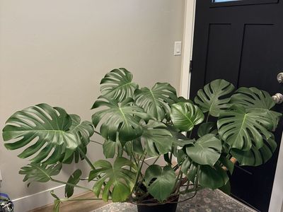 Large Monstera