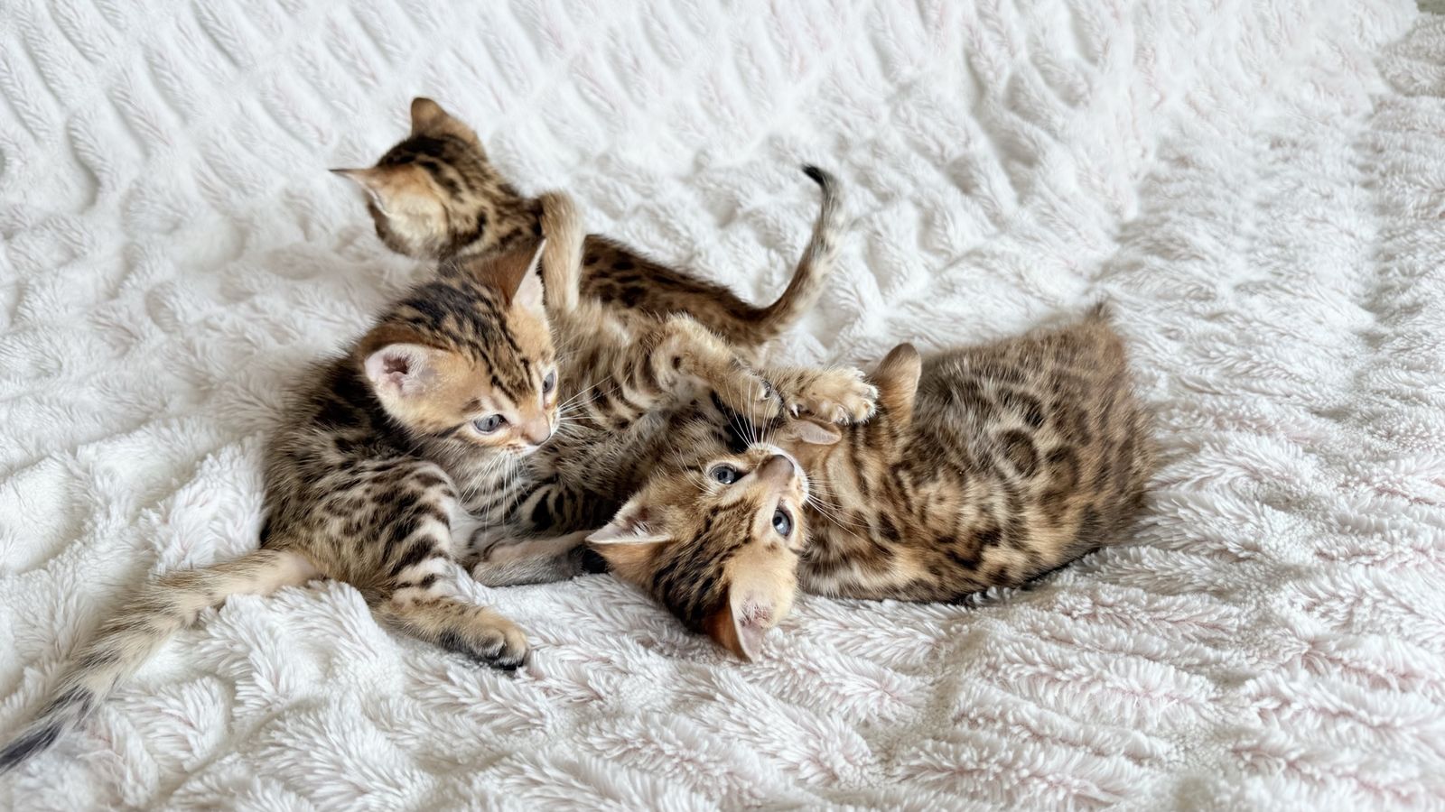 Bengal Kittens