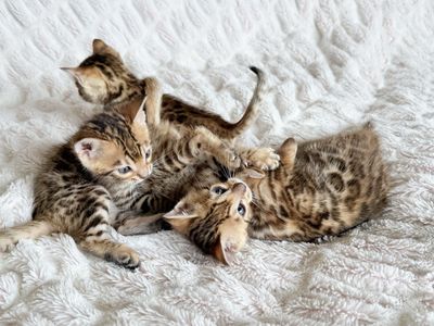 Bengal Kittens