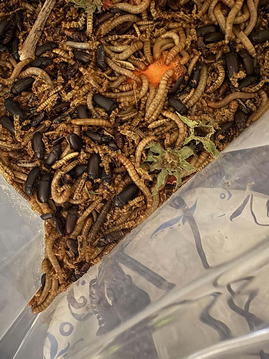 mealworms for pets/fishing