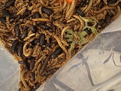 mealworms for pets/fishing