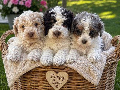 Unique Micro Mini Cavapoo Puppies