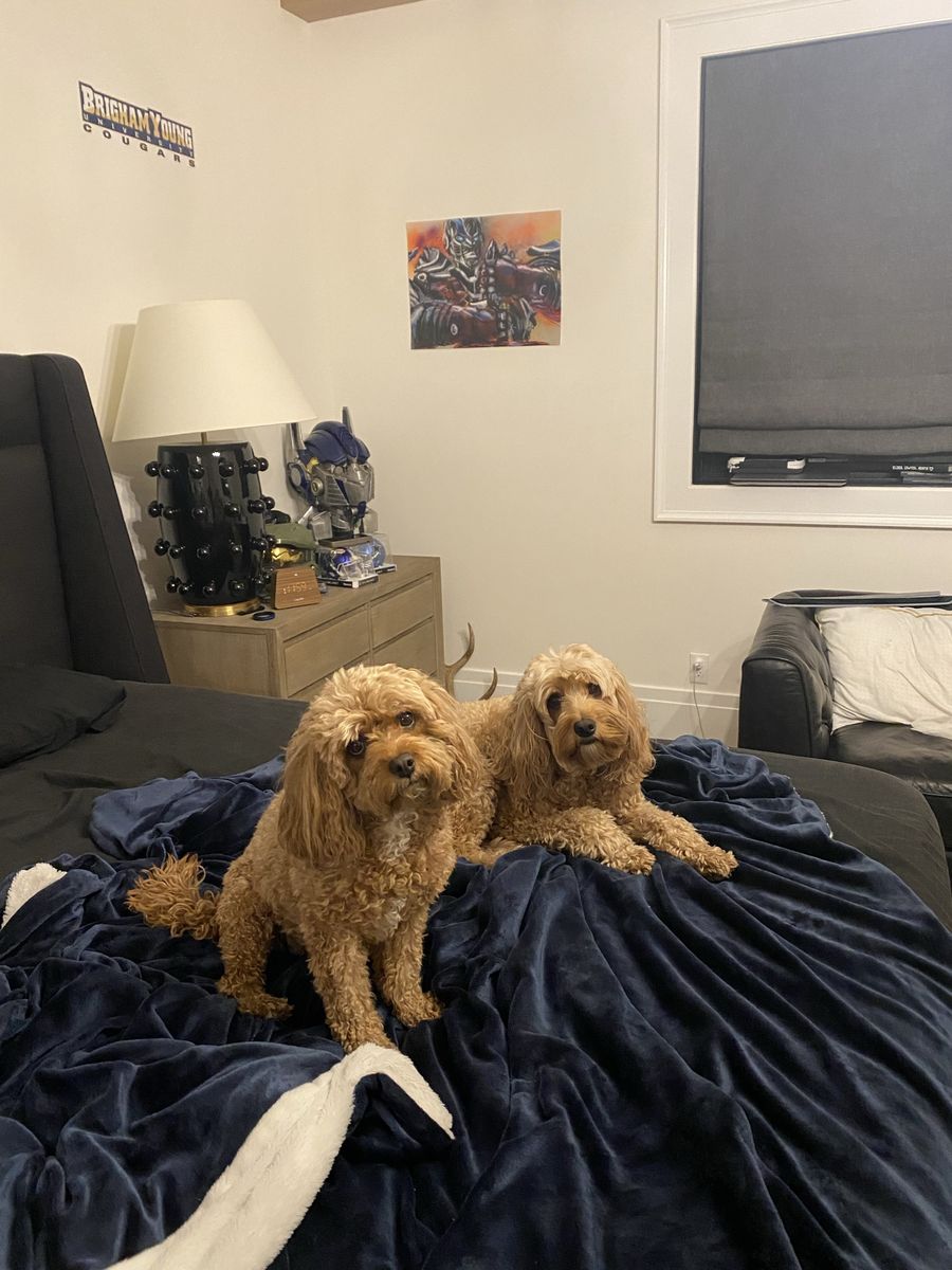 Goldendoodle and Cavapoo