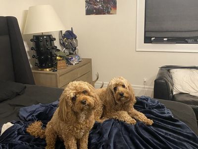 Goldendoodle and Cavapoo