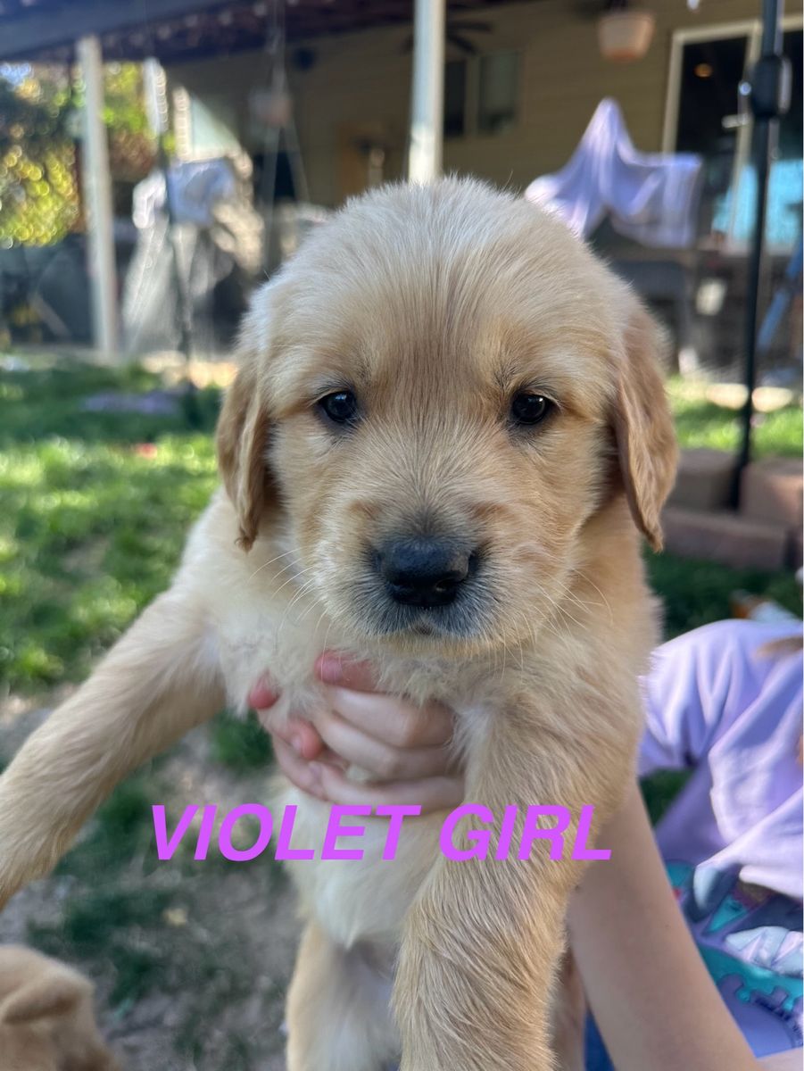 AKC Golden Retriever Puppies