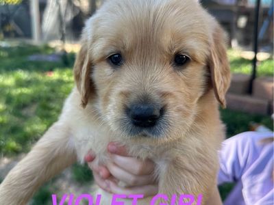 AKC Golden Retriever Puppies