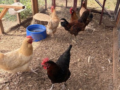 FREE Five hens and One Rooster