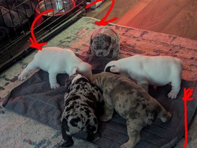 French Bulldog puppies