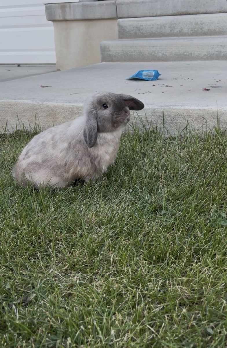 Holland lop buck
