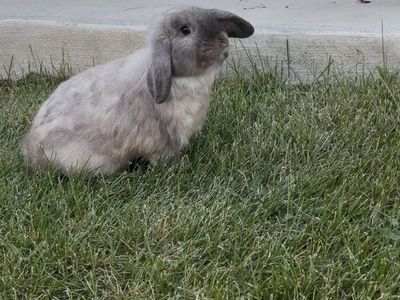 Holland lop buck