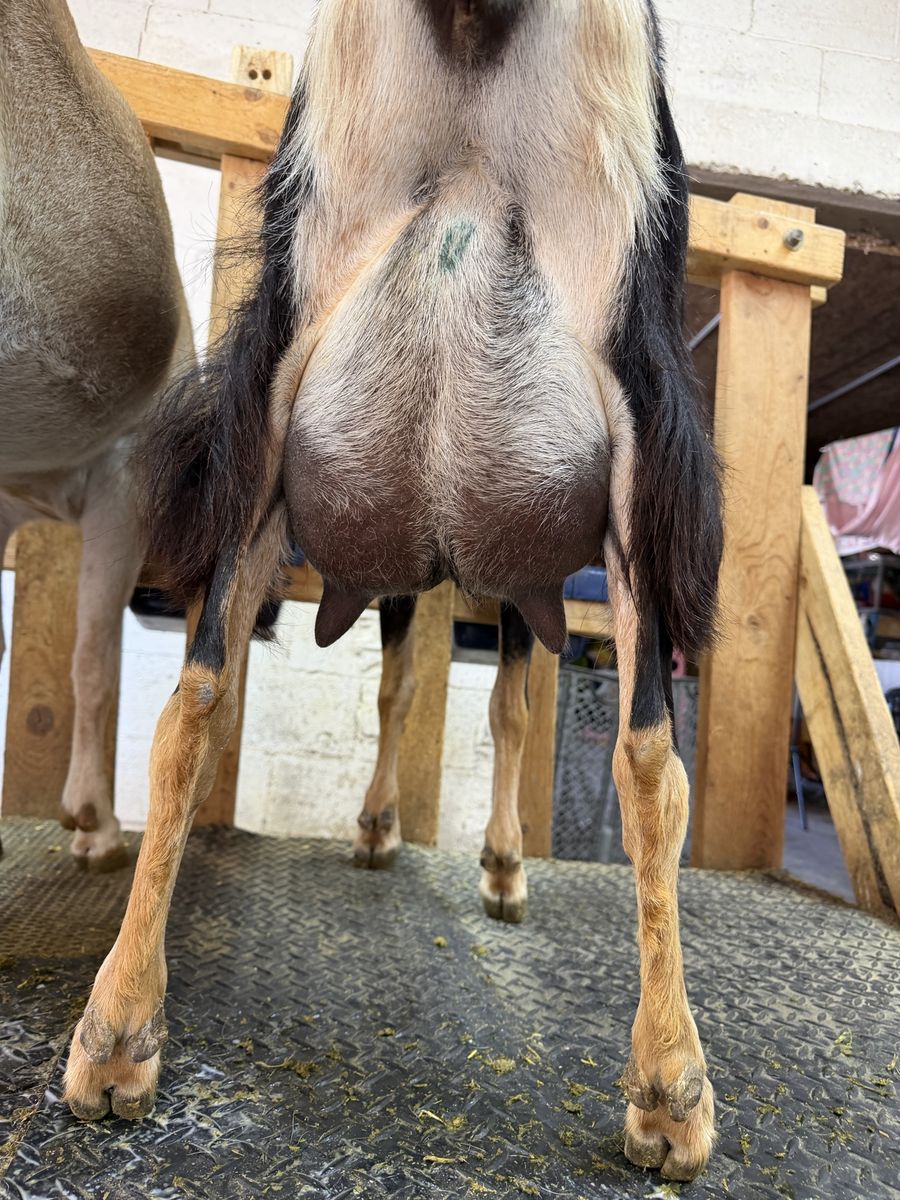 Adga registered three year old Lamancha Milker