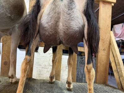 Adga registered three year old Lamancha Milker