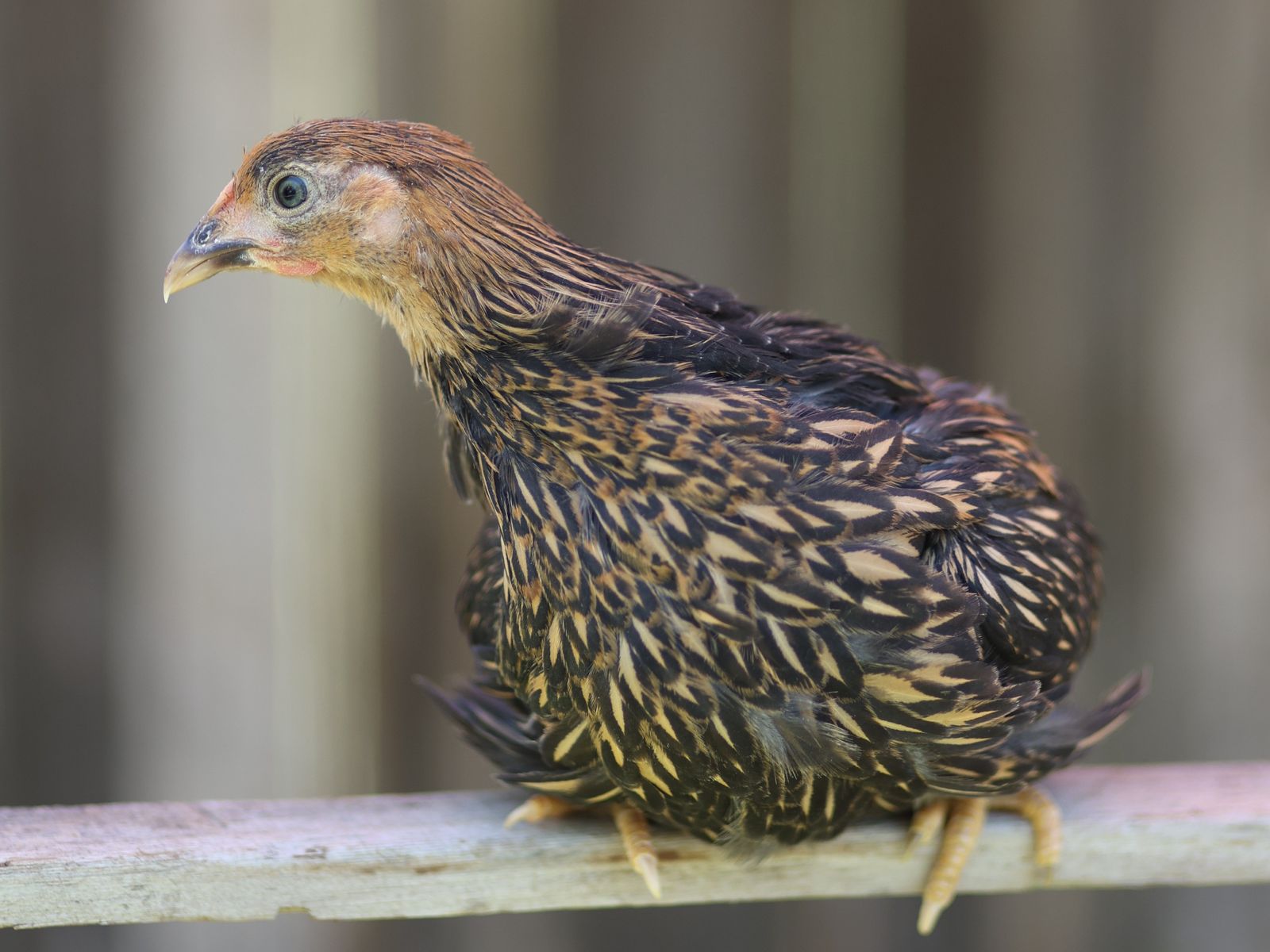 Three gold laced wyandotte pullets (baby hen-female chicken)