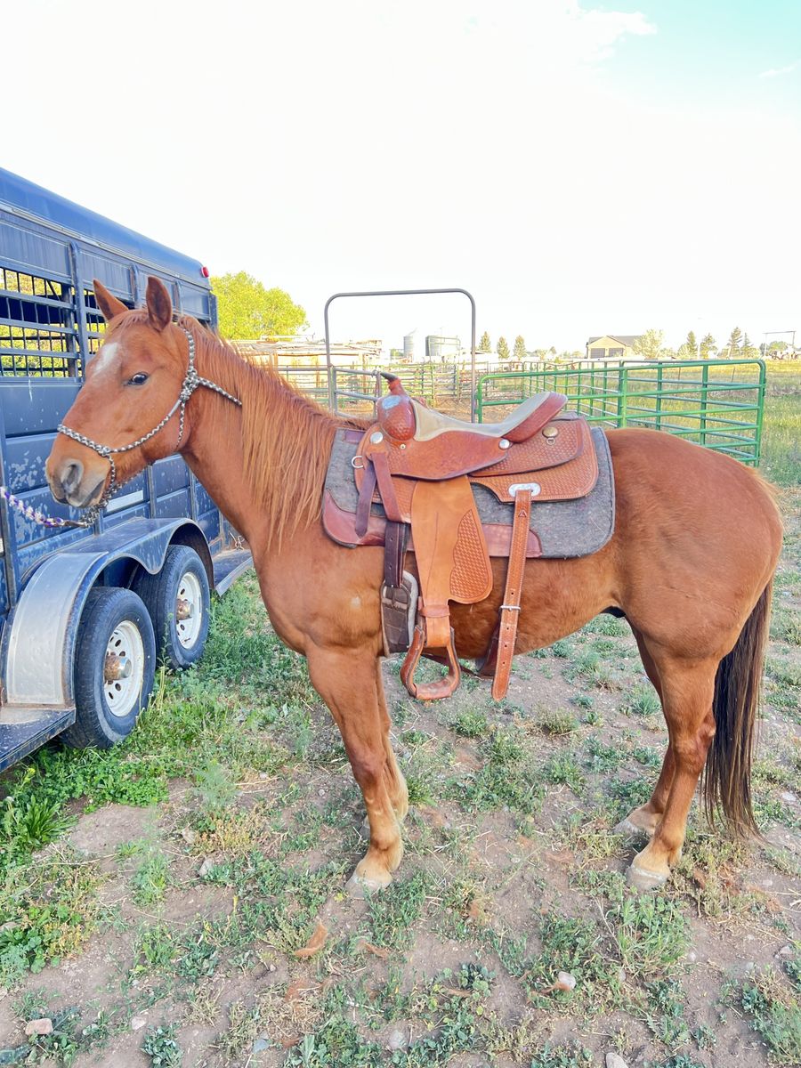 Sorrel gelding