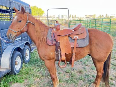 Sorrel gelding