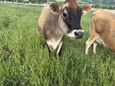 A2/A2 Jersey Milk cow