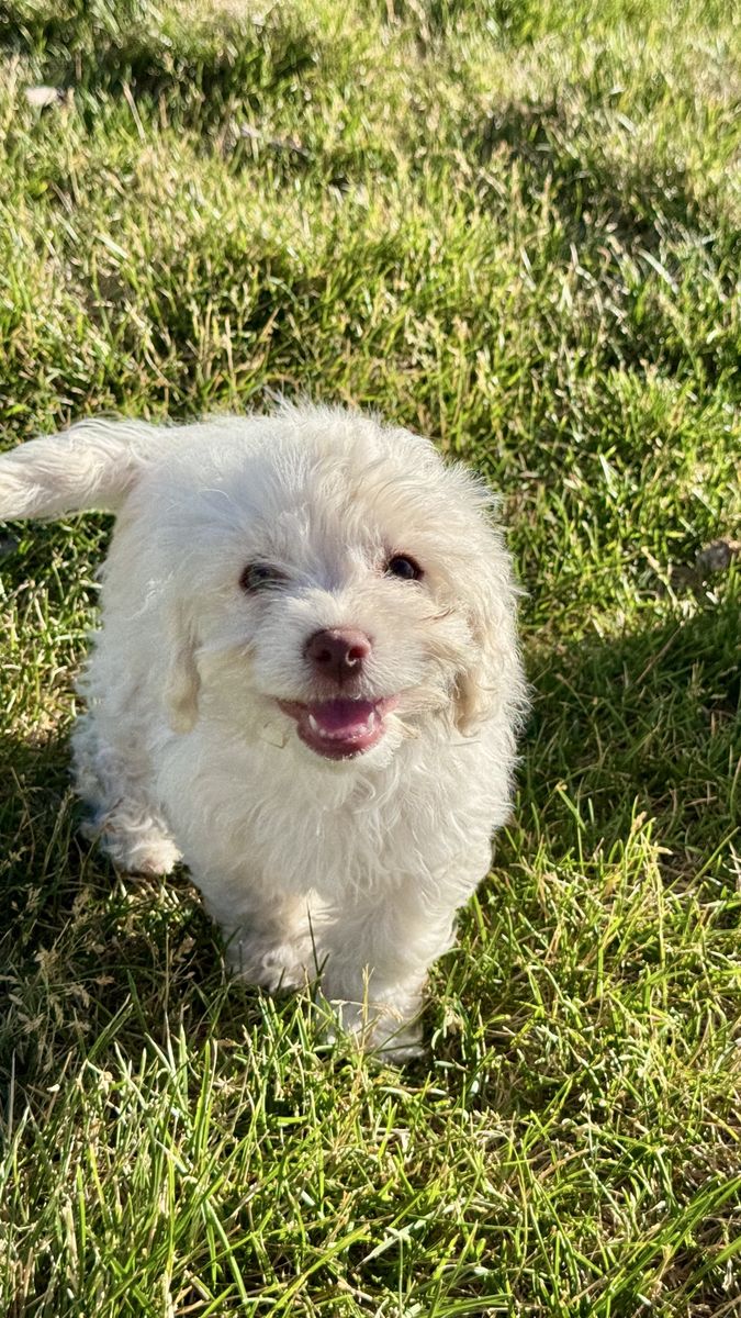 *$500* Hypoallergenic Small Breed Havanese mix