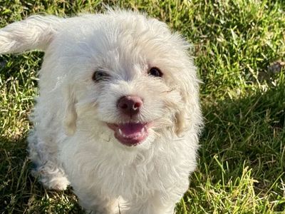 *$500* Hypoallergenic Small Breed Havanese mix