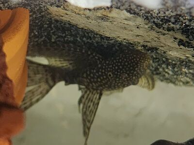 Juvenile Longfin Bristlenose Pleco