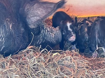 Idaho Pasture Piglets