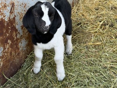 Nubian X Boer Bottle Buckling