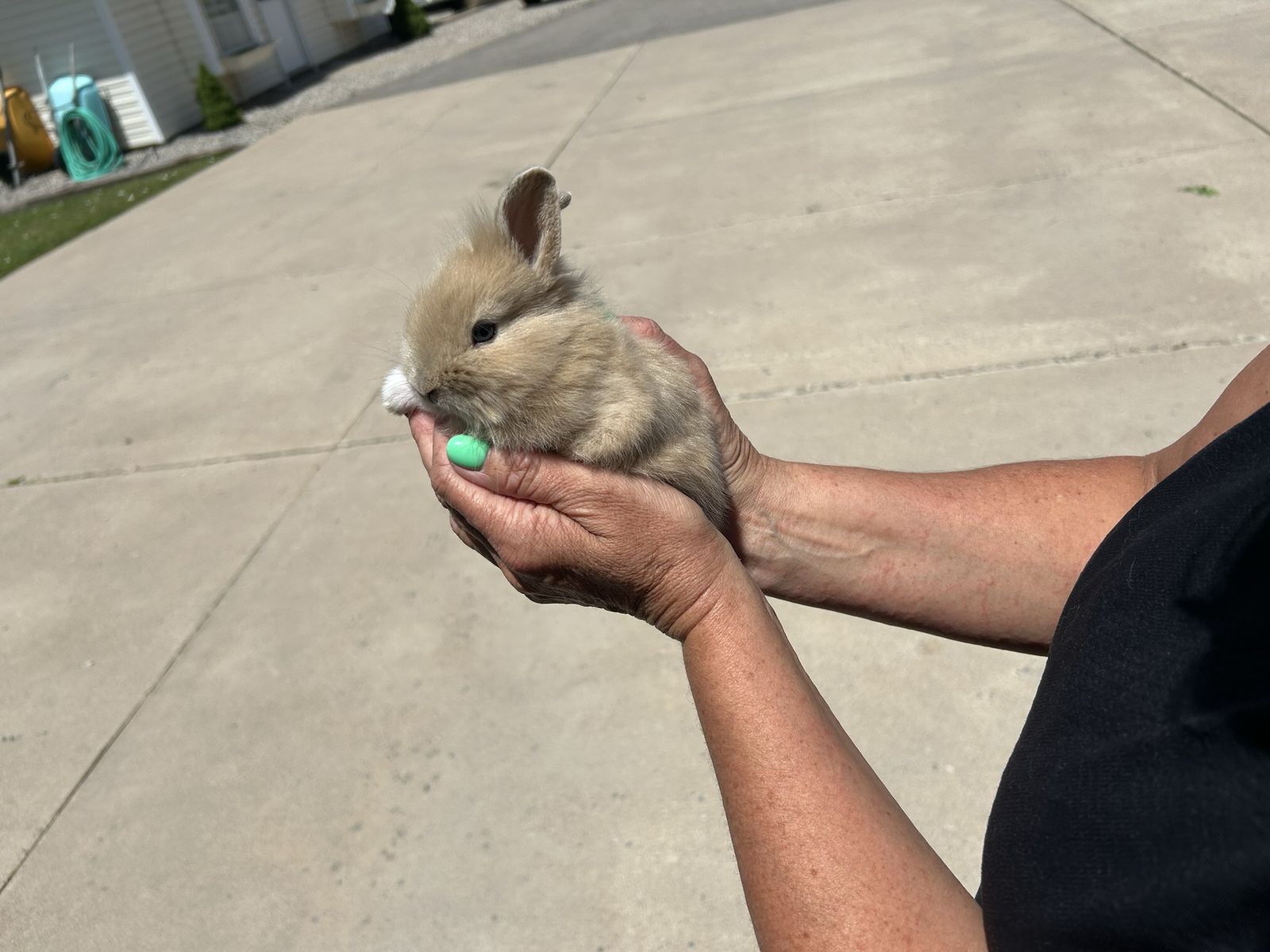 Rabbits for sale