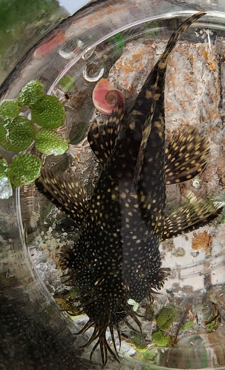 Pleco