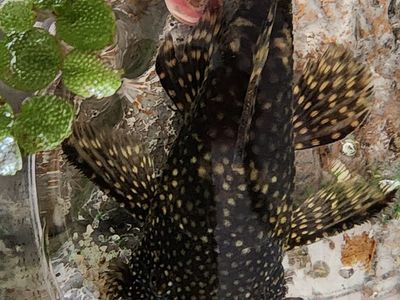 Pleco
