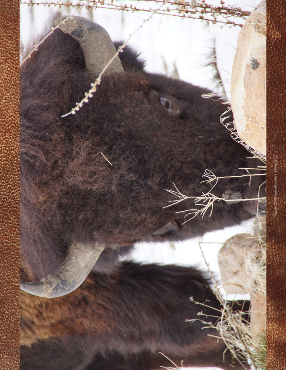 American Bison - Premium Plush Blanket