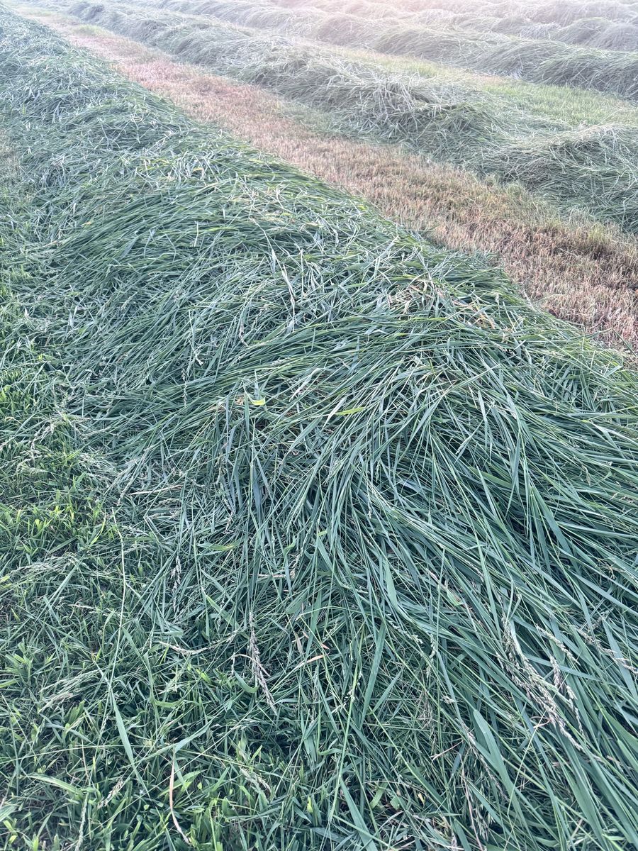 Premium grass hay