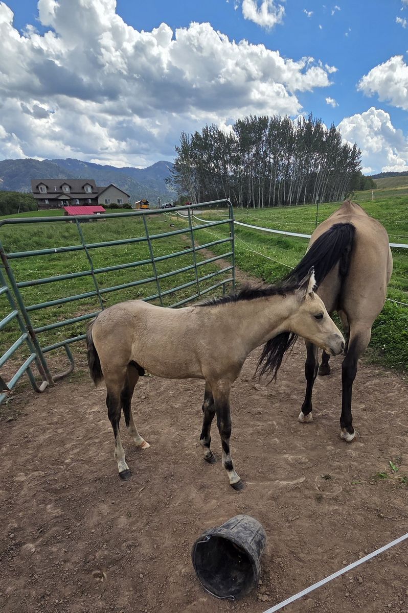 Foxtrotter ( Fox Trotter )/ Morab ( Morgan / Arabian ) Buckskin Colt