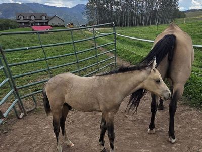 Foxtrotter ( Fox Trotter )/ Morab ( Morgan / Arabian ) Buckskin Colt