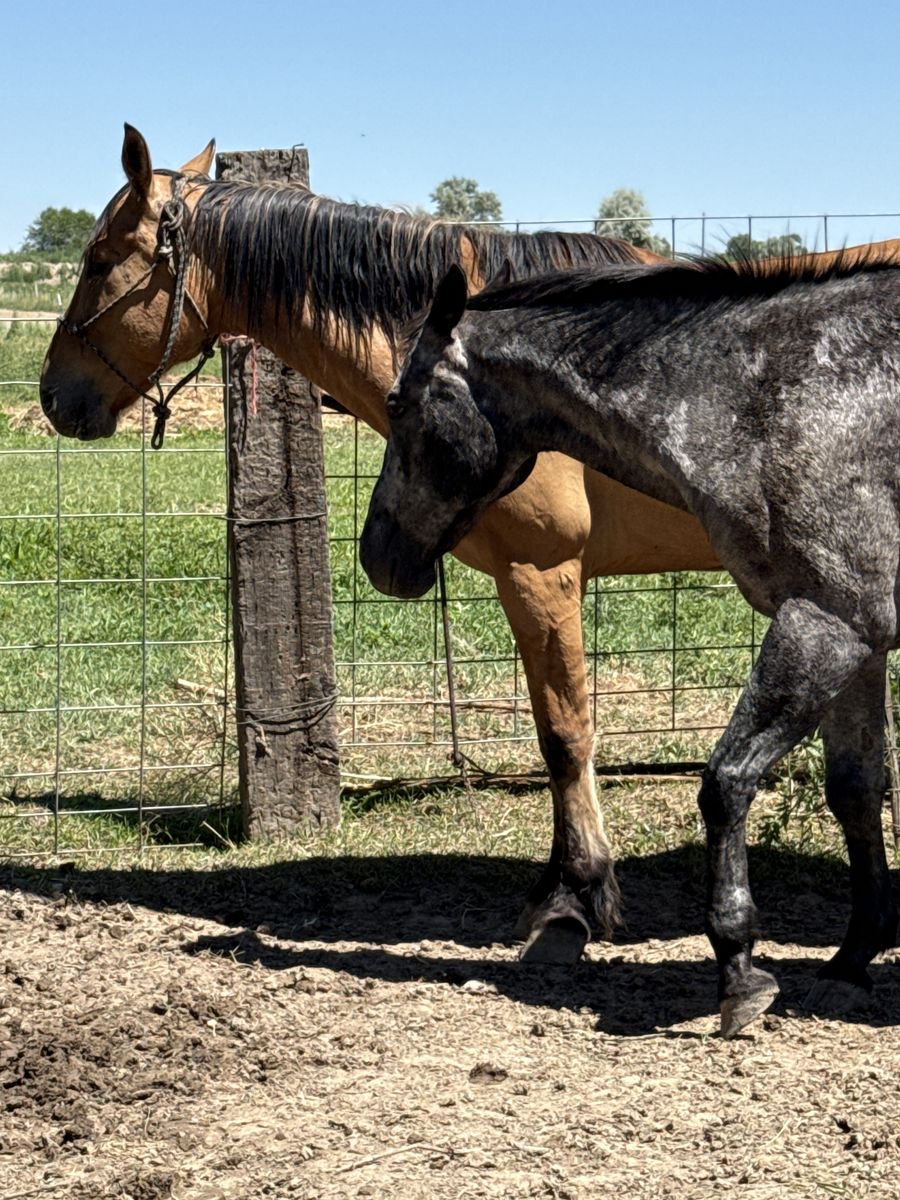 8 YO Mustang Gelding