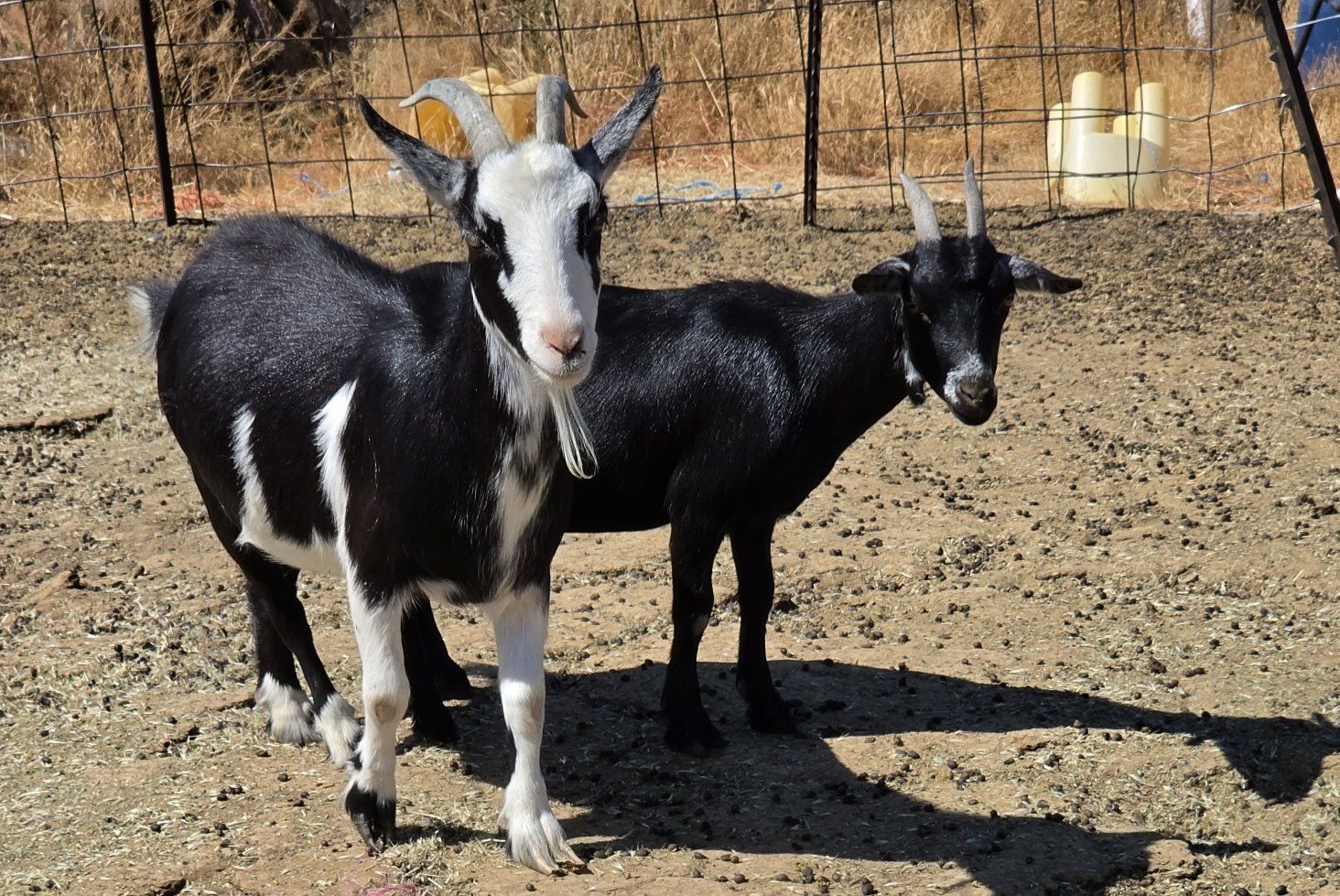 3 female goats
