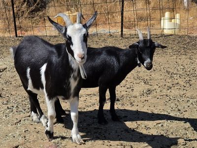 3 female goats