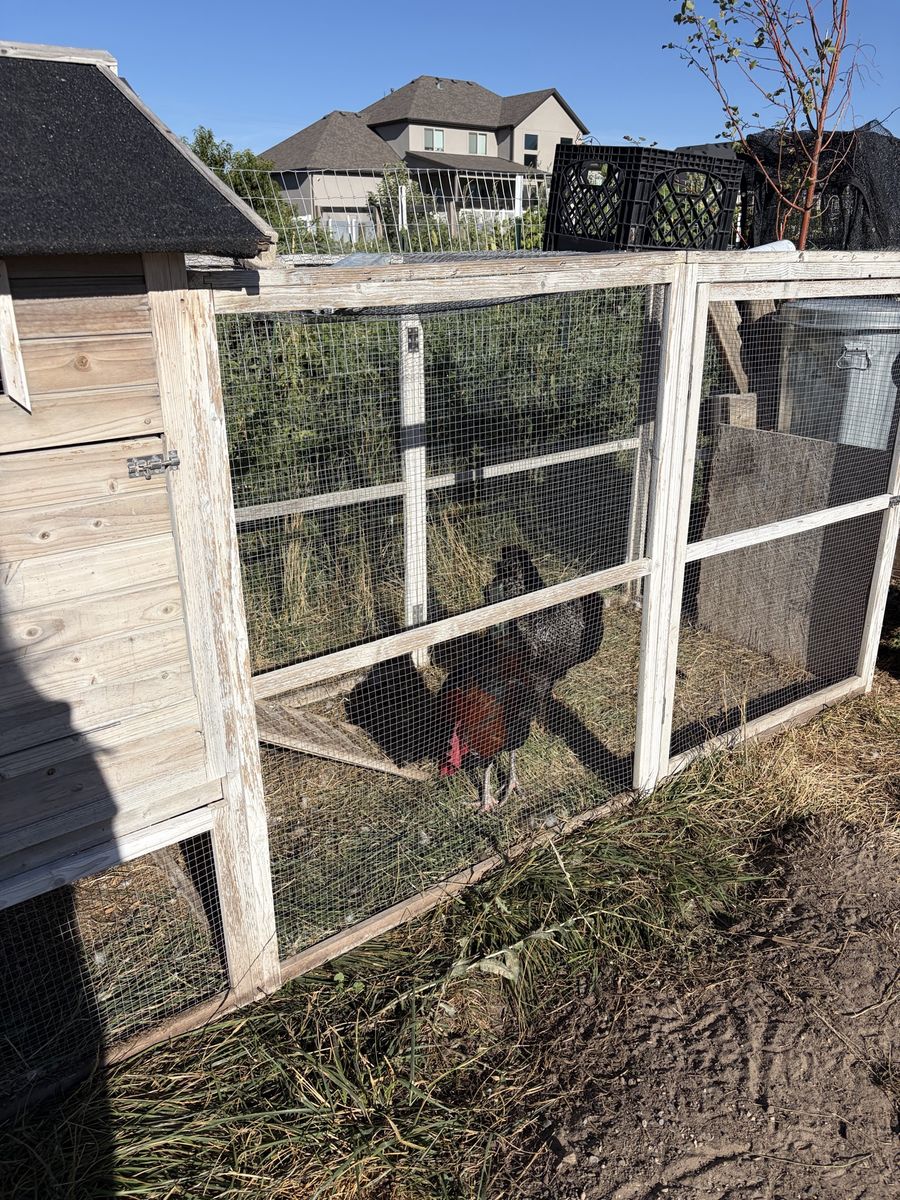 Rooster