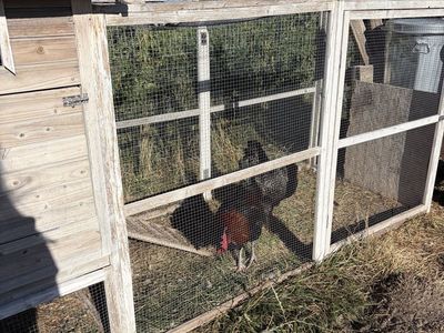 Rooster