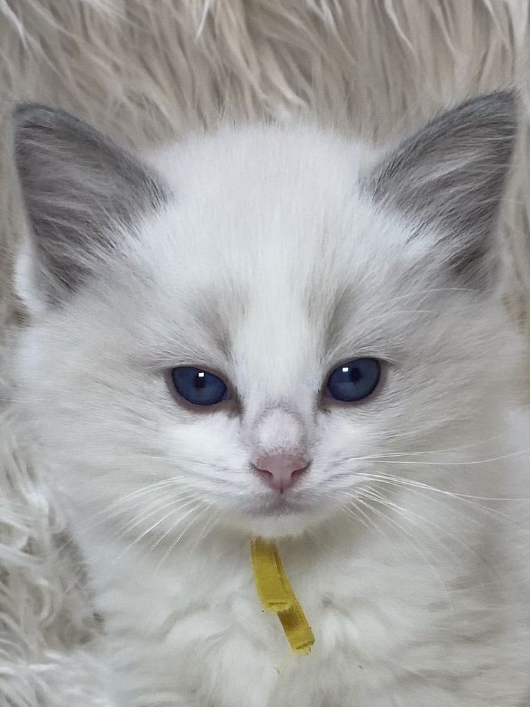 Gorgeous Purebred Papered RAGDOLL KITTEN