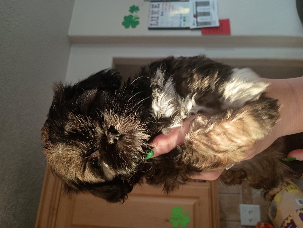 Shih-Tzu Puppies