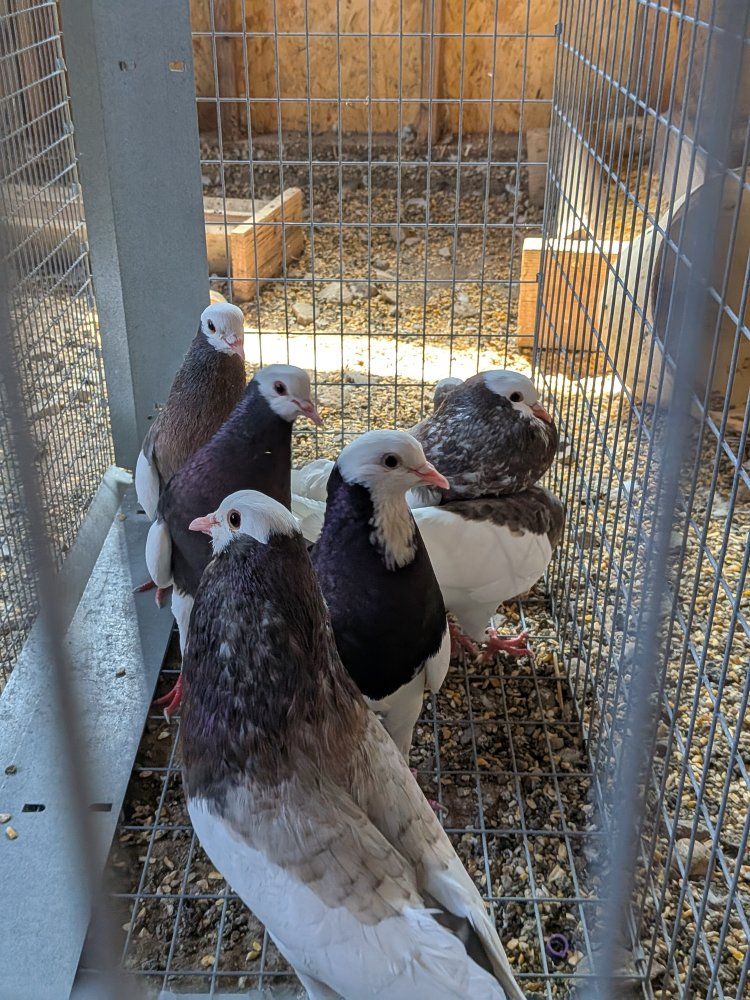 pigeons