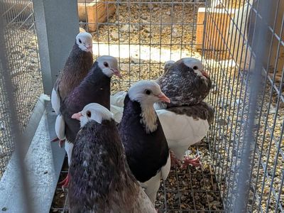 pigeons