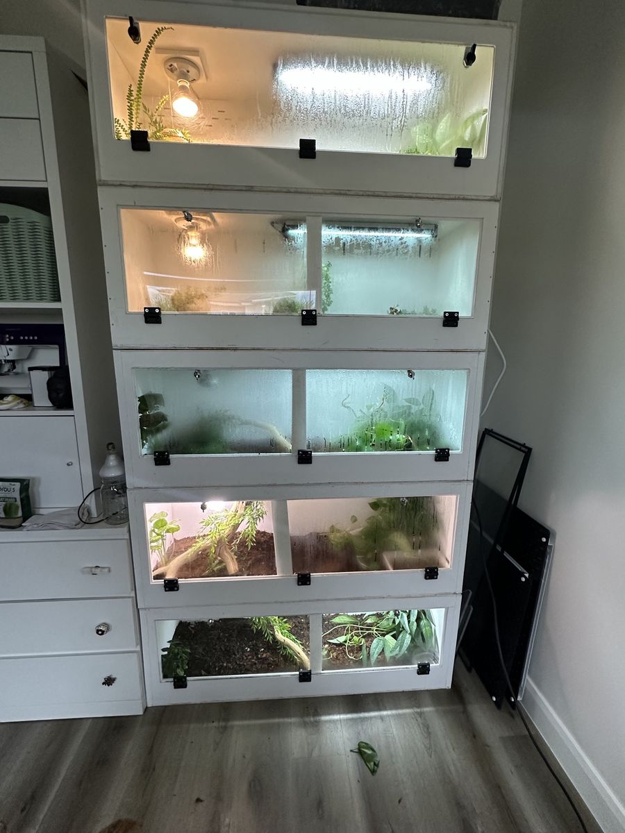5 Snakes with Stacked Enclosures, Lights & Accessories Setup