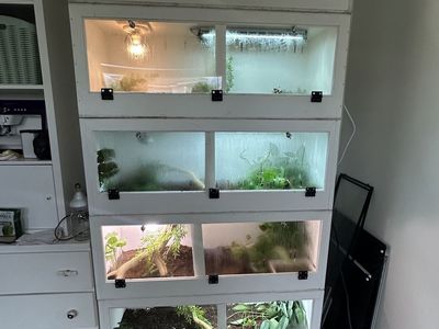 5 Snakes with Stacked Enclosures, Lights & Accessories Setup