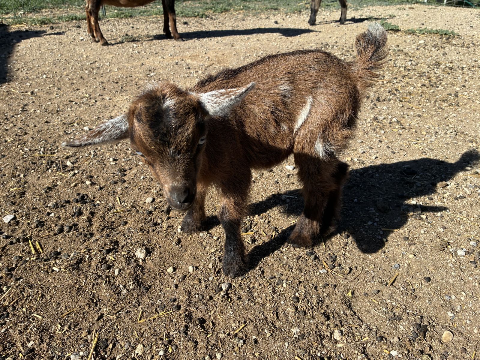 Nigerian Doelings and Bucklings