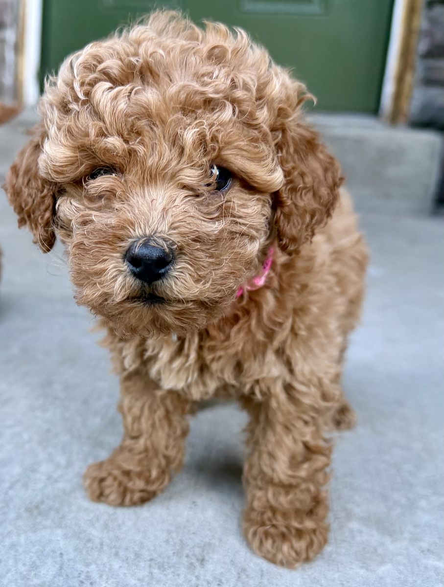 Toy Poodle Puppies Available Today