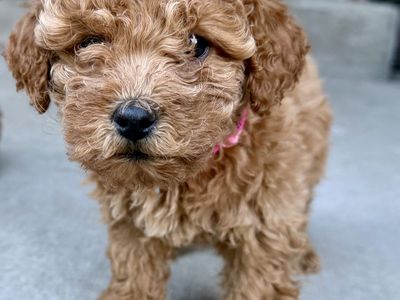 Toy Poodle Puppies Available Today