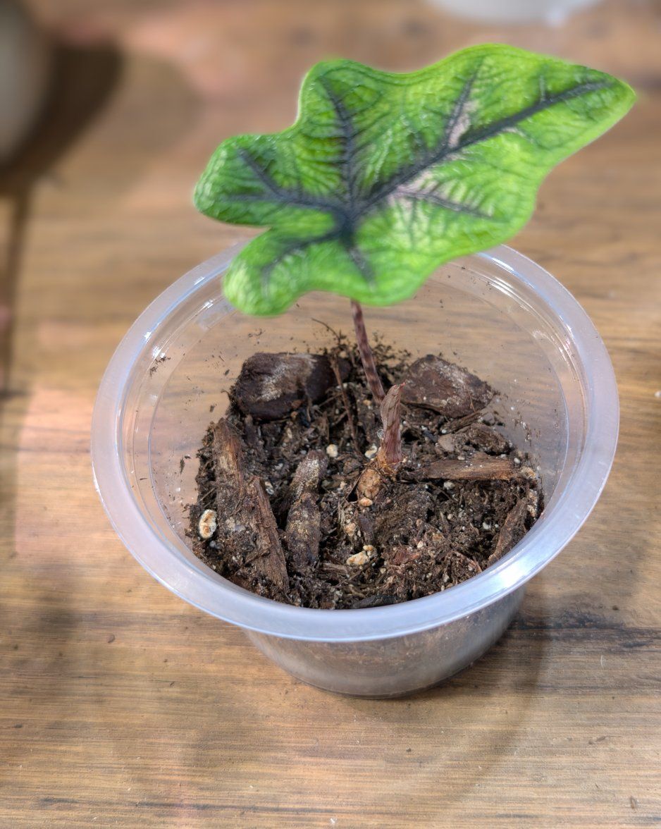 Alocasia Jacklyn Pup