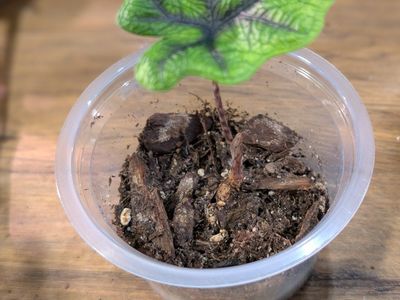 Alocasia Jacklyn Pup